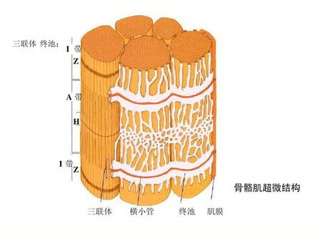 運(yùn)動(dòng)對(duì)骨骼肌超微結(jié)構(gòu)的影響