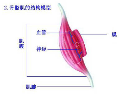 運動與骨骼肌超微結(jié)構(gòu)變化
