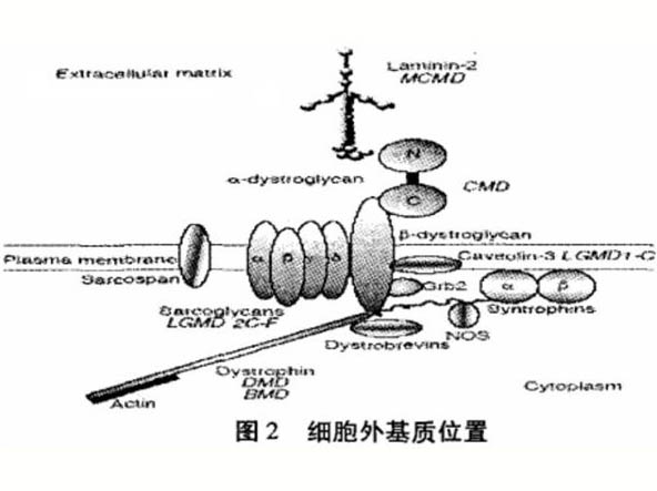 骨架蛋白、肌力與骨骼肌微損傷的關(guān)系研究