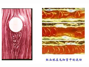 血液動力學與血液流變學