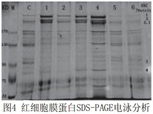 全血pH環(huán)境對紅細(xì)胞膜流動性和膜蛋白的影
